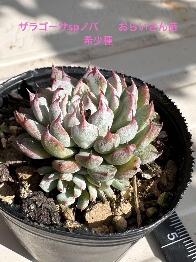 多肉植物 エケベリア おらいさん苗 ザラゴーサspノバ ⑤ おらいさん苗 ザラゴーサspノバ - メルカリ