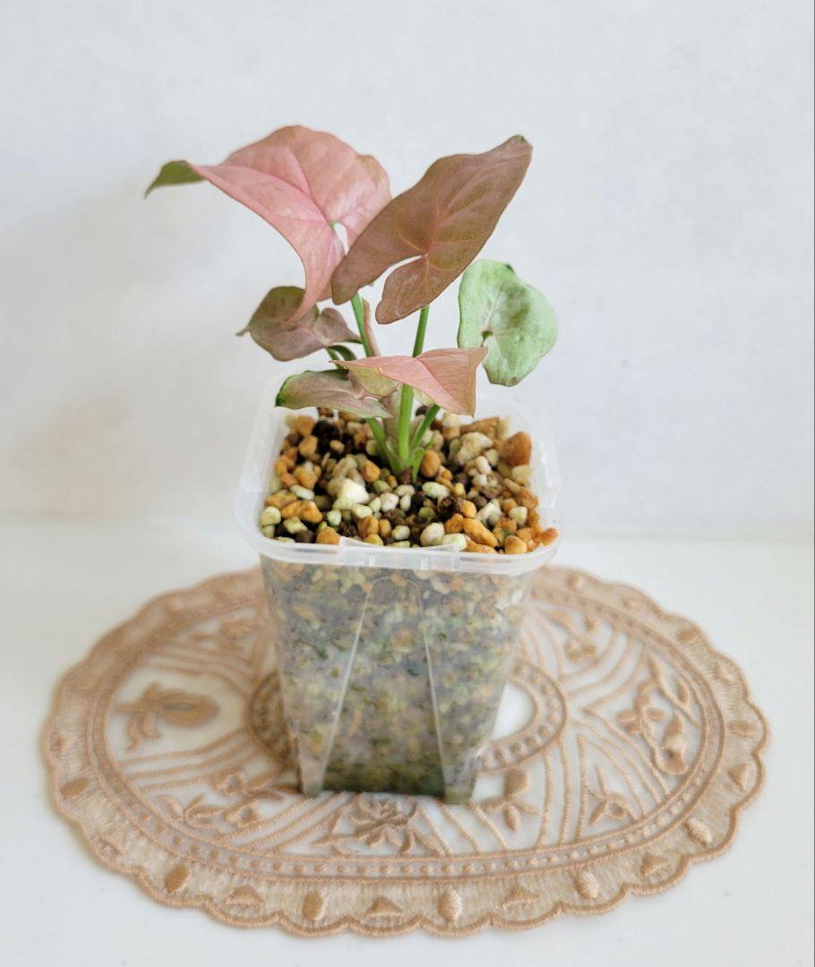 み*ん様 レア！ボカサナモンスト 自根 鉢植え メルカリ便送料込み 鉢ごと発送♡シンゴニウム ネオン♡ - メルカリ