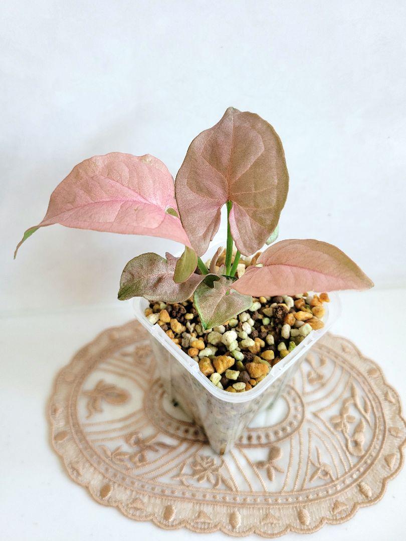 み*ん様 レア！ボカサナモンスト 自根 鉢植え メルカリ便送料込み 鉢ごと発送♡シンゴニウム ネオン♡ - メルカリ