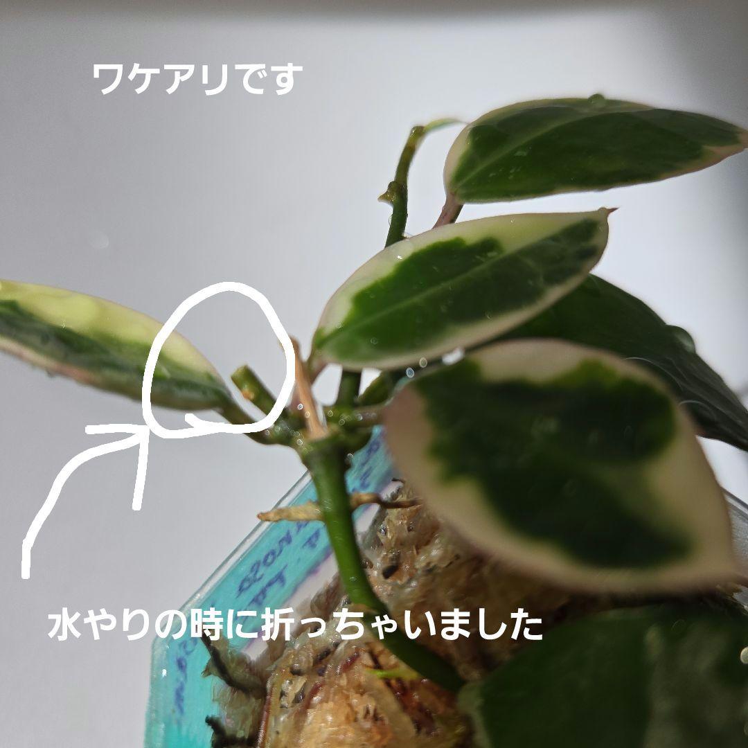 ラクノーサ　三種セット　ネコポス発送