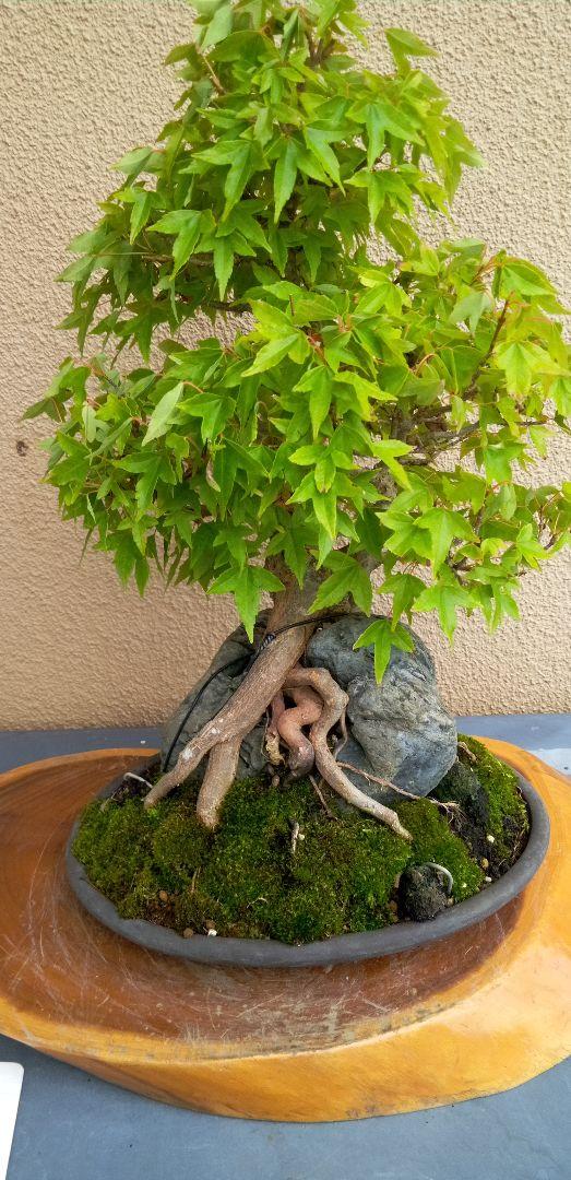貴風盆栽石付きの楓その他観葉植物