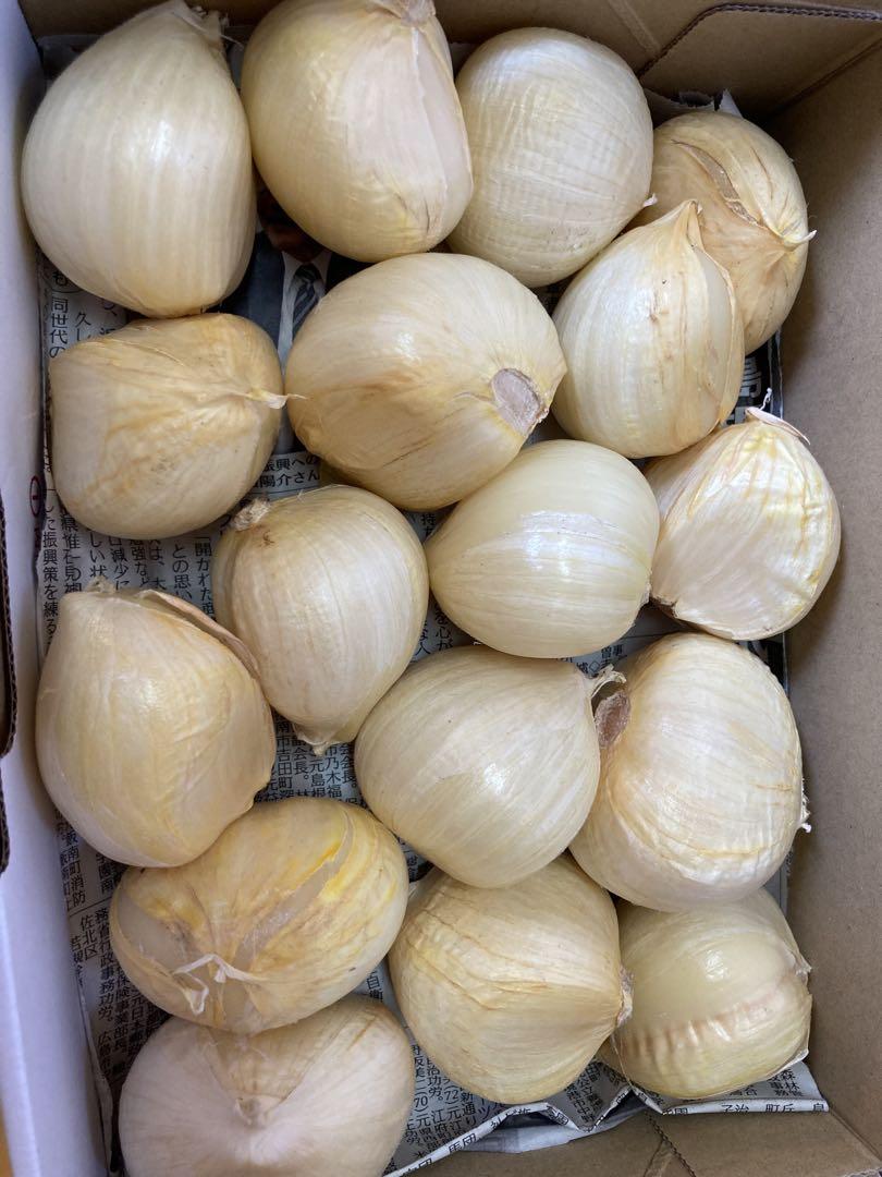 【理由あり】島根県　出雲市産　ジャンボにんにく　生にんにく　バラ約9.5kg 理由あり】島根県 出雲市産 ジャンボにんにく 生にんにく バラ約