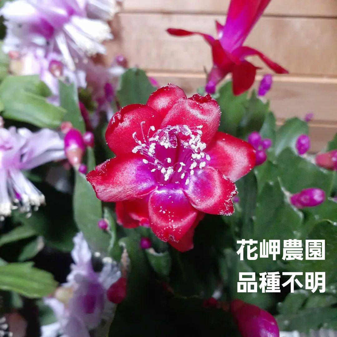 カット苗デンマークカクタス(シャコバサボテン)花岬農園品種不明