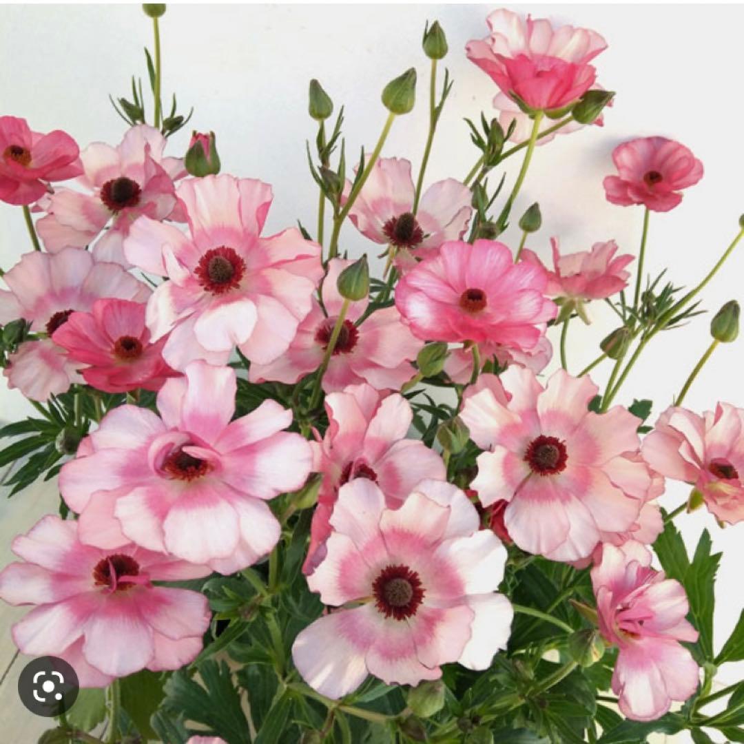 ラナンキュラスラックス・リュキア メルカリ