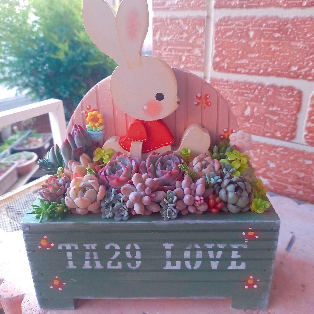❤️専用❤️多肉植物❤️そのまま飾れる寄せ植え❤️ねこちゃん