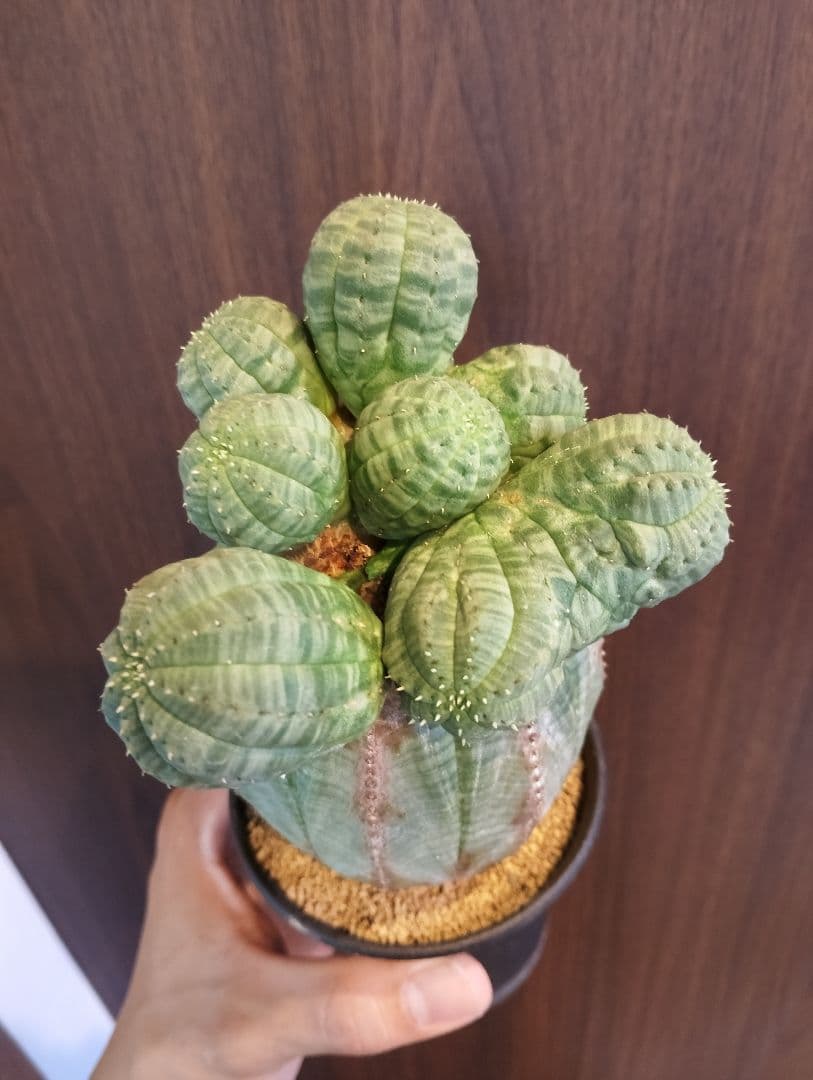 ユーフォルビア オベサ