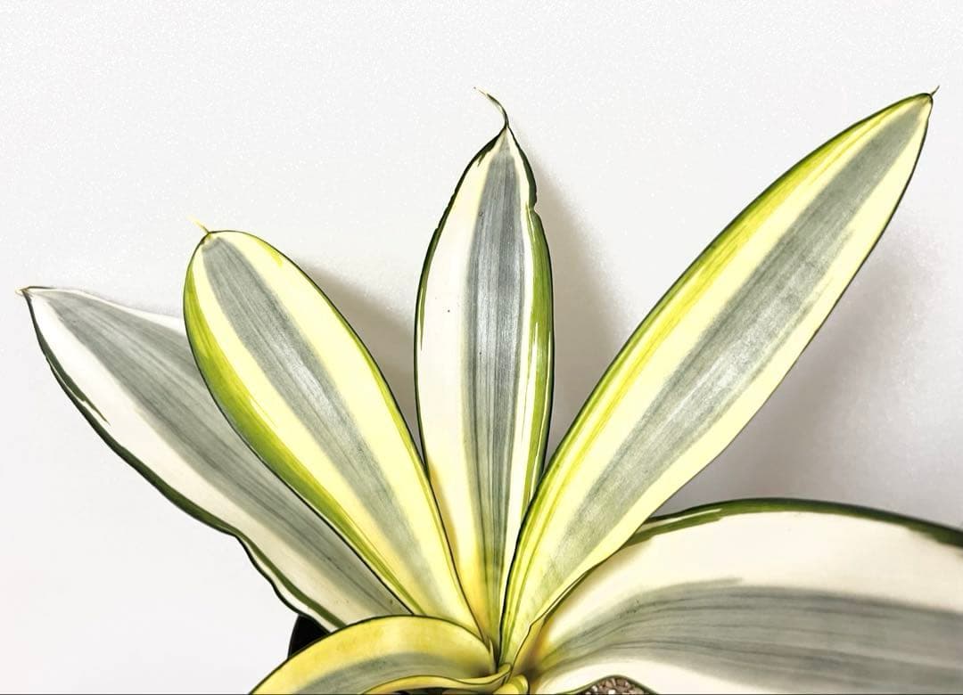 観葉植物 らくらくメルカリ便♪ サンセ ベリア 美苗 Splash 抜き苗やや傷や汚れあり YUZUMIYA_COM