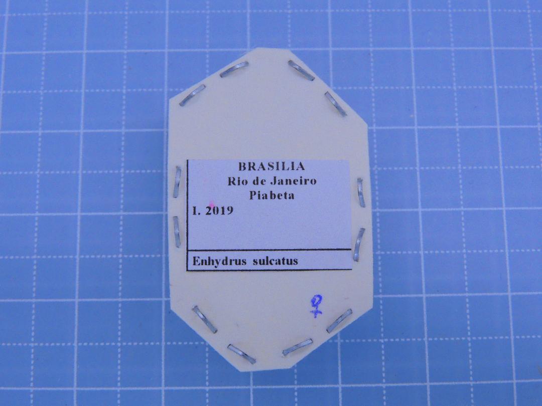 ブラジル産　ミズスマシ　16mm
