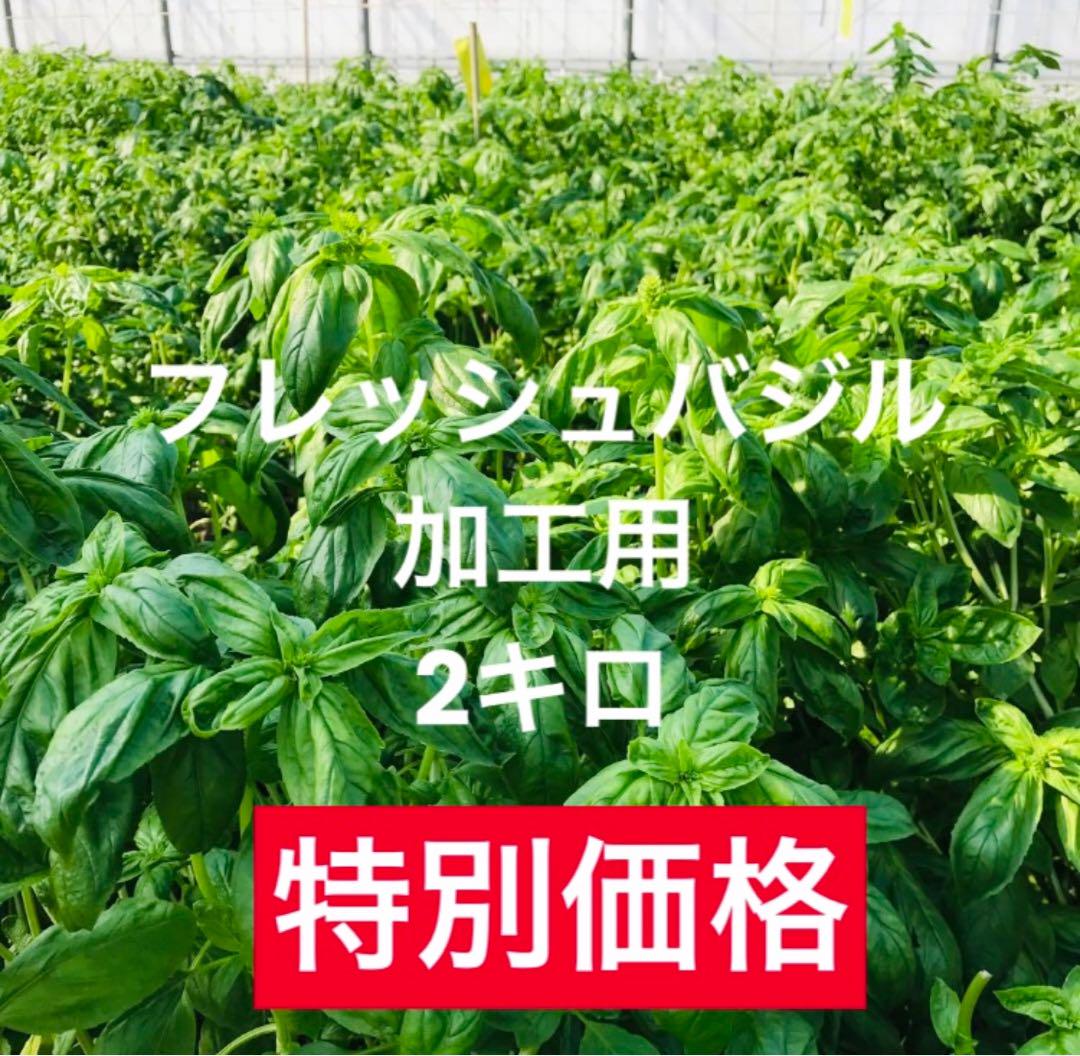 加工用　フレッシュバジル2キロ　沖縄　出荷日:月曜