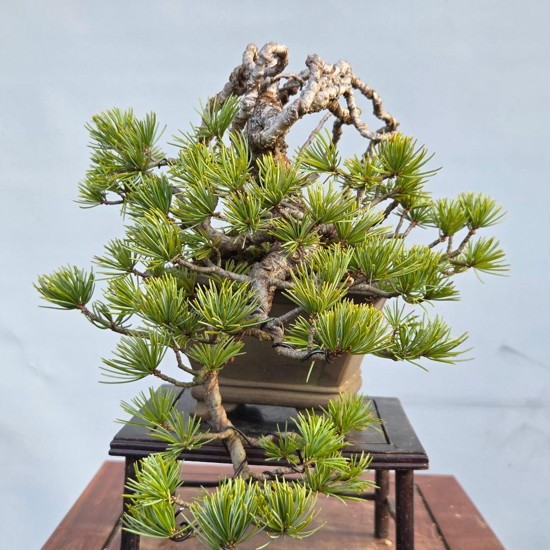 五葉松 [根上がり懸崖] 貴風盆栽 - メルカリ