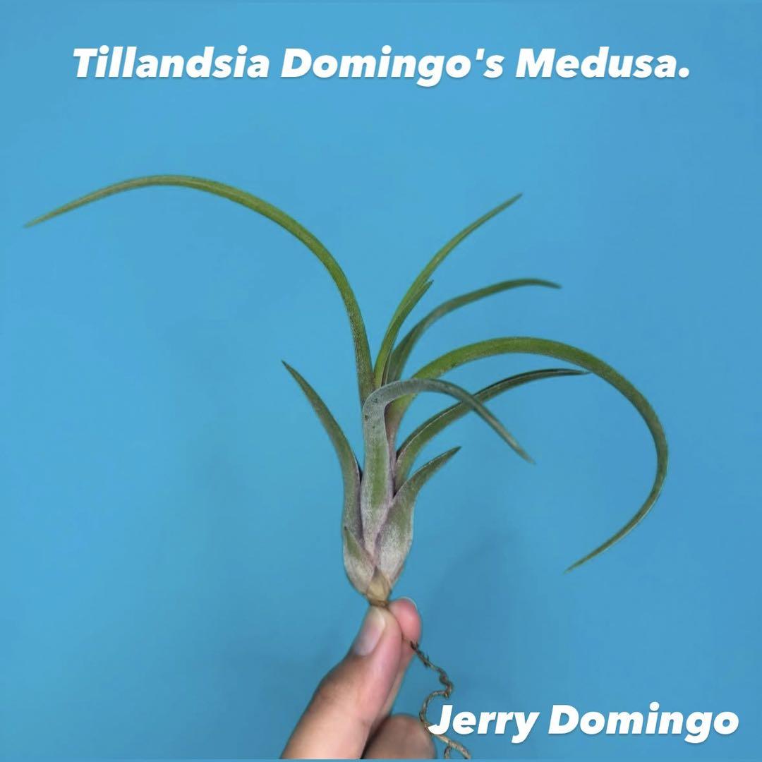 Tillandsia Domingo's Medusa