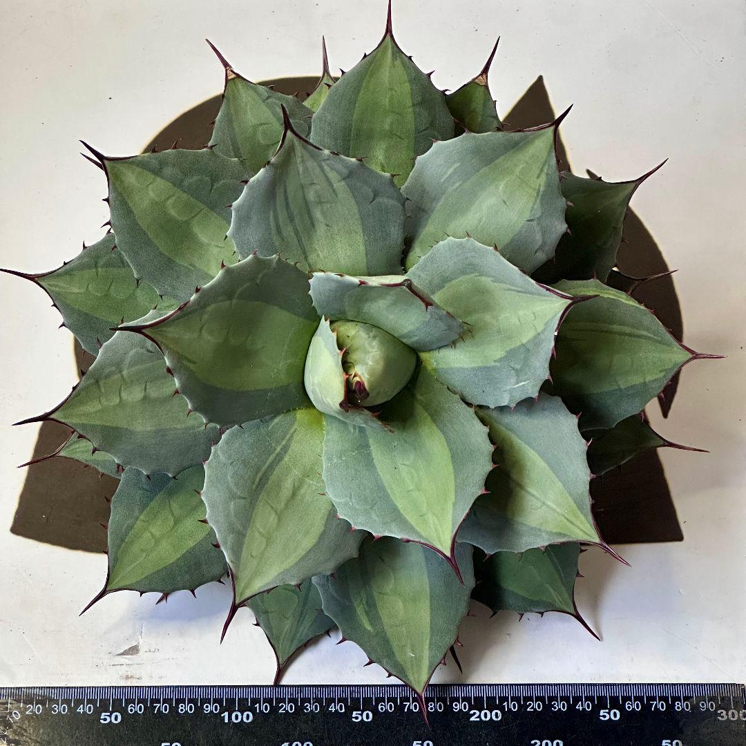 ホーチエンシス 吉祥天錦