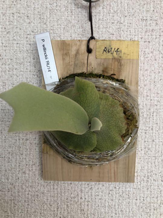 【P.willinckii Little Elf 】OC株　002 Amazon.co.jp: P.willinckii 'Little Elf' ② @bikamori.com