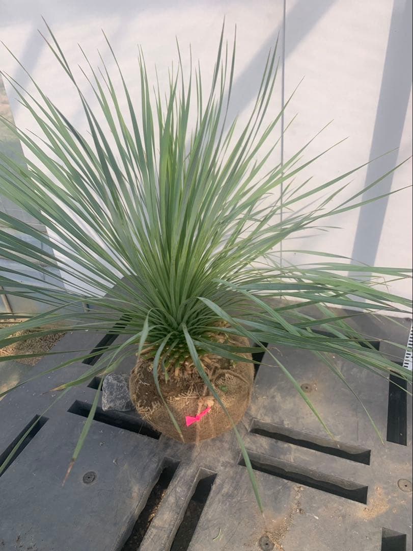 ユッカ ロストラータ