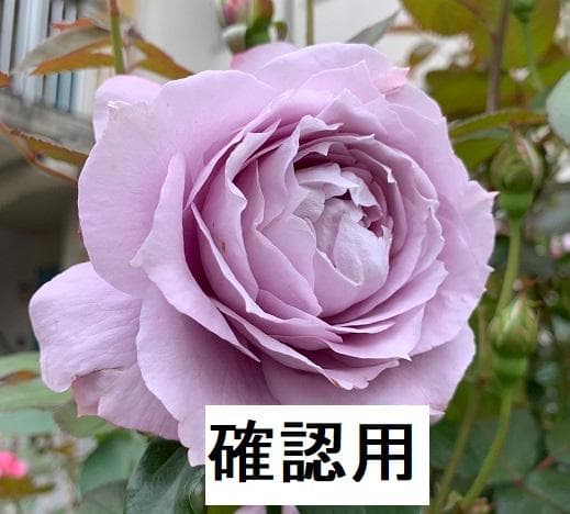 ウィッグ確認用