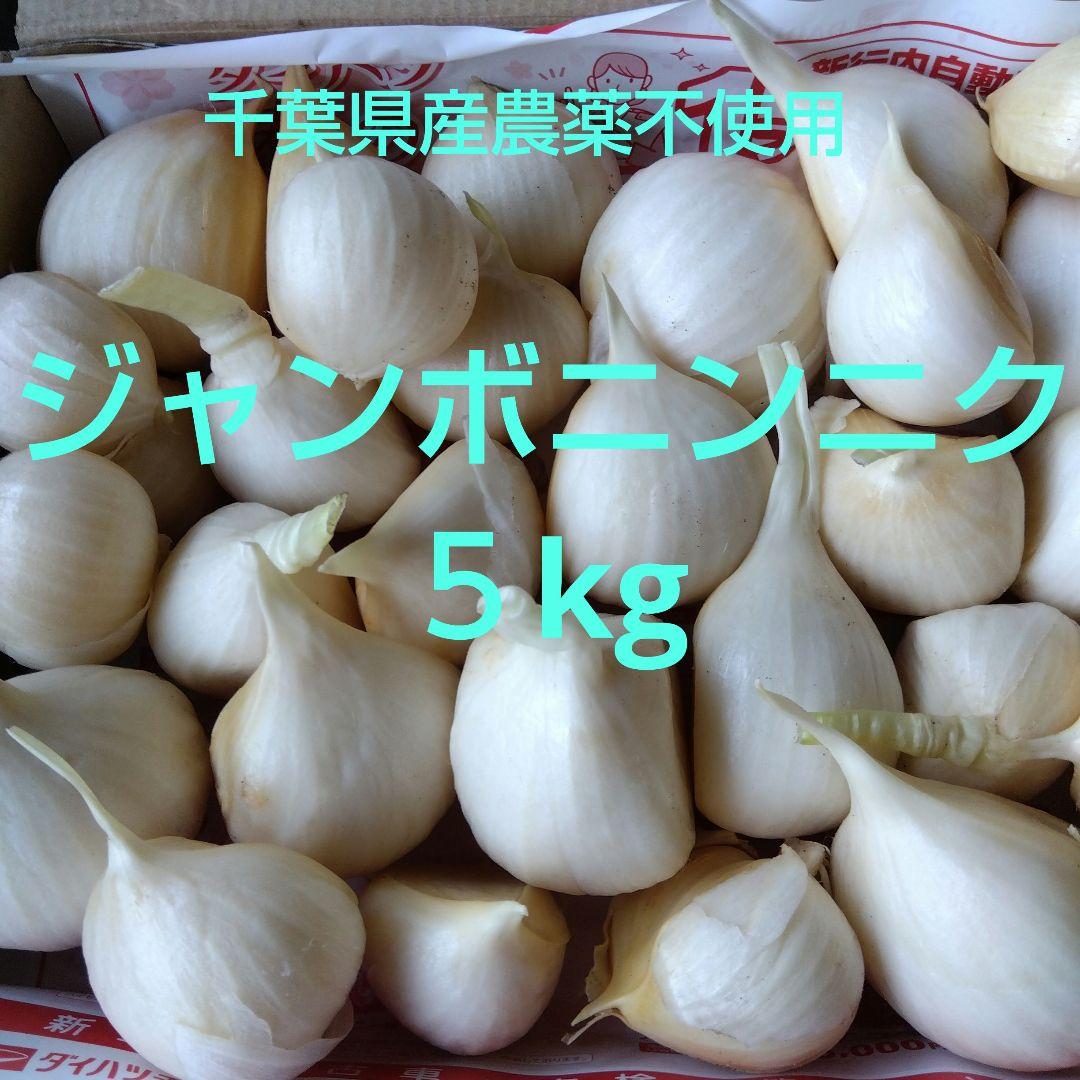 千葉県産 生ジャンボニンニク５kg栽培期間中農薬不使用