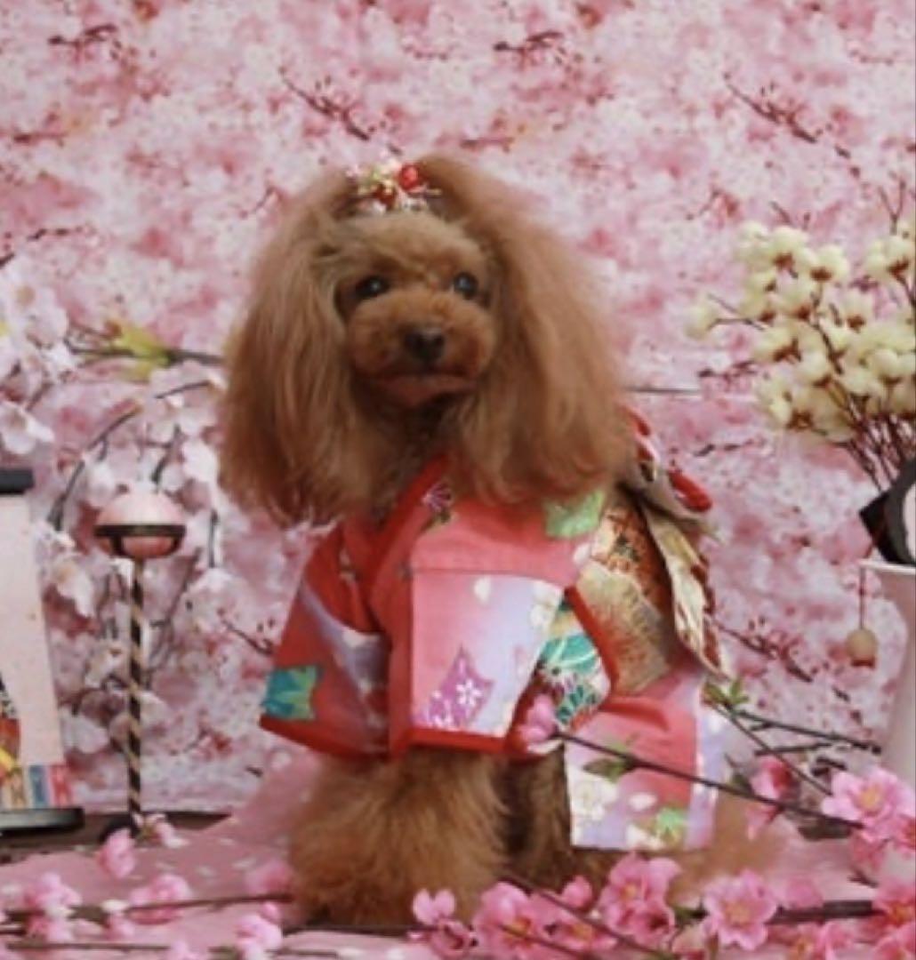 犬服 着物3点セット
