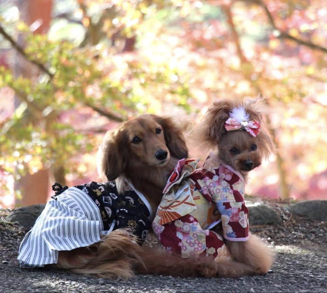 犬服 着物3点セット