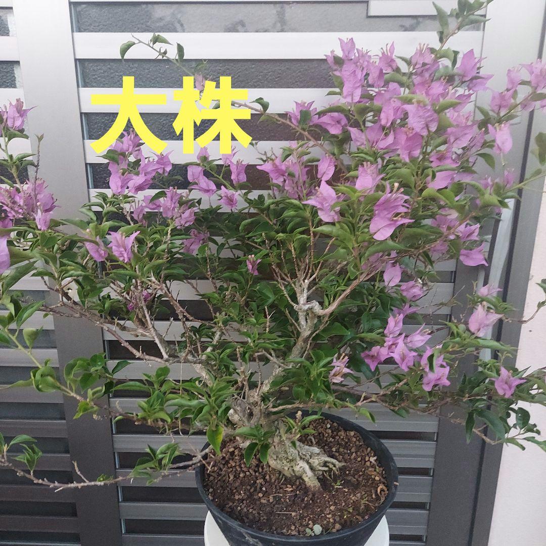 ブーゲンビリアパープル No15 らくらくメルカリ便発送目立った傷や汚れなし