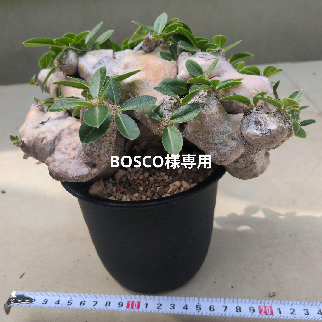 塊根植物 ブレビカウレ