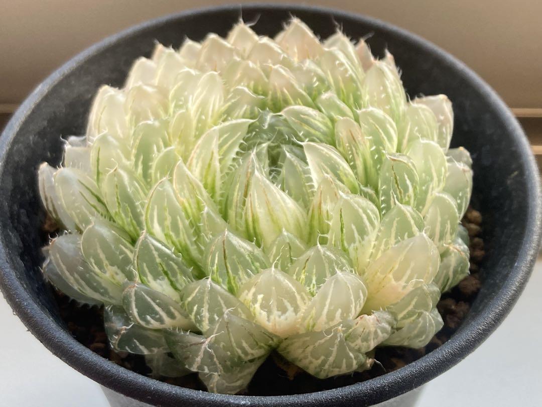 ハオルチア　翠雲錦　多肉植物　親株　斑入り