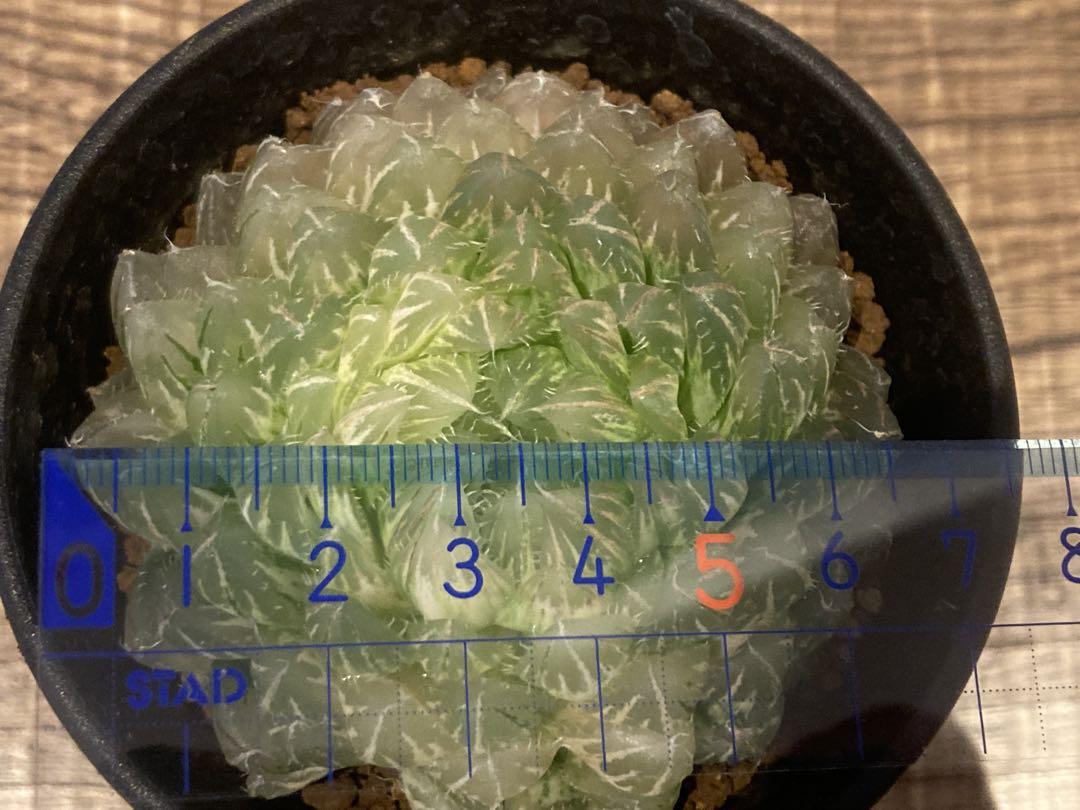 ハオルチア　翠雲錦　多肉植物　親株　斑入り