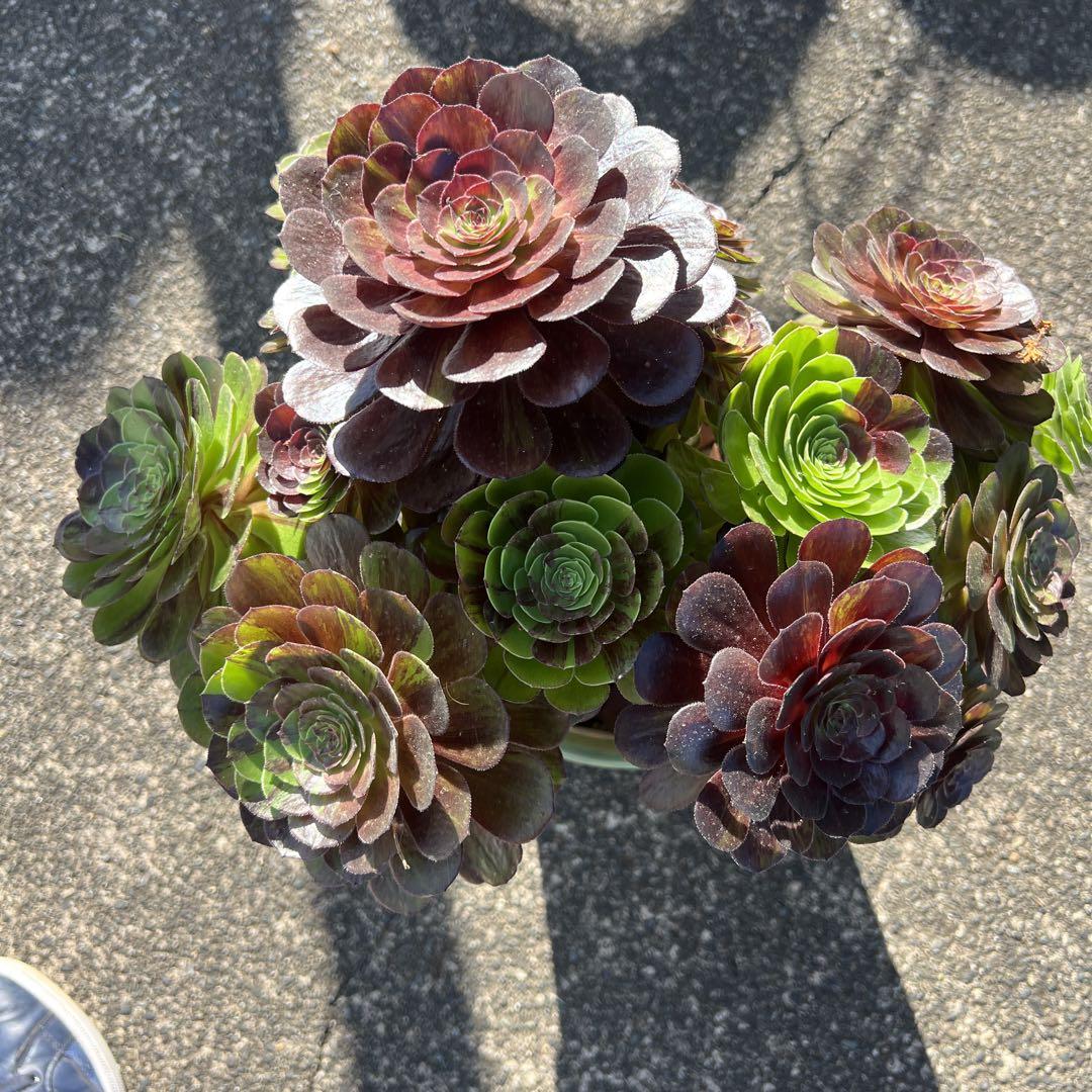 多肉植物。 花月夜法師錦抜き苗