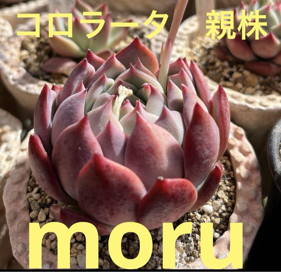 2023 2024実生苗セットd⚠️ 4センチポット安い 通販