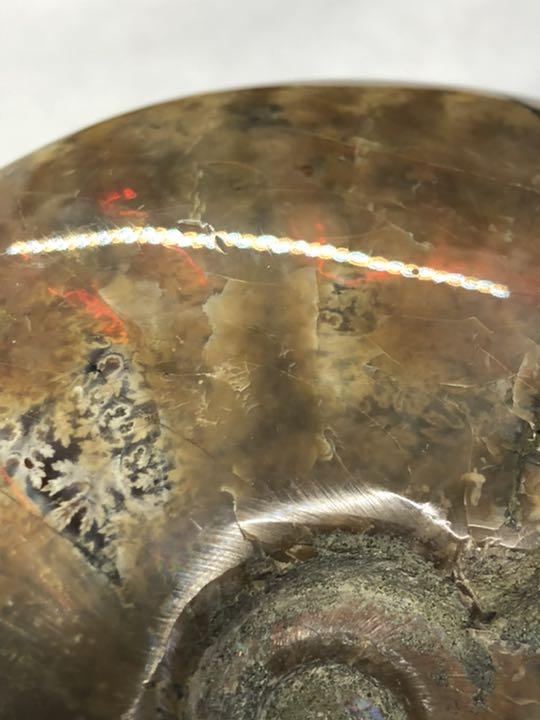 マダガスカル産アンモナイト306g