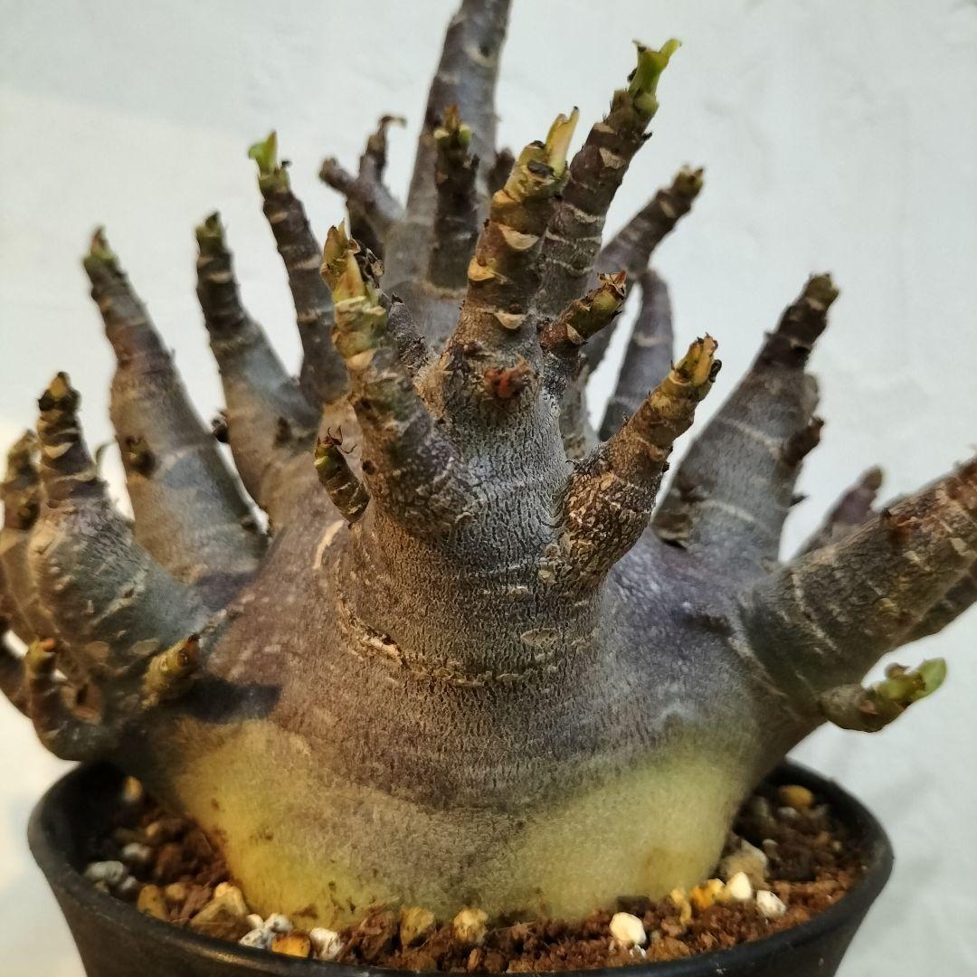 g86 アデニウム ブラックスキン コーデックス 塊根植物