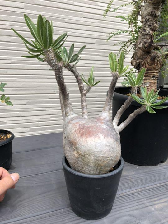 希少 パキポディウム グラキリス 現地株 観葉植物