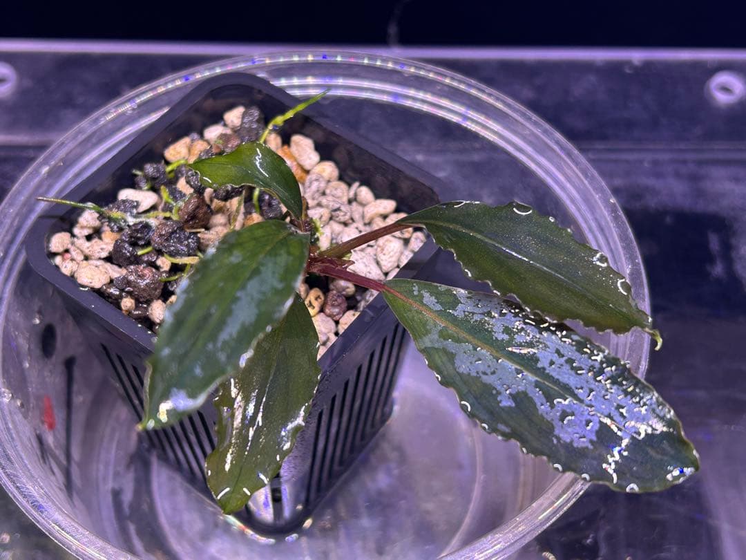 【AZ便】Bucephalandra sp. 