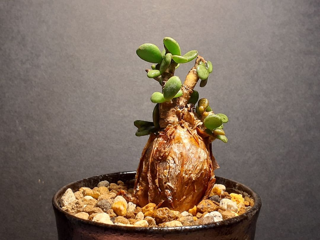 ケラリア ピグマエア 現地株