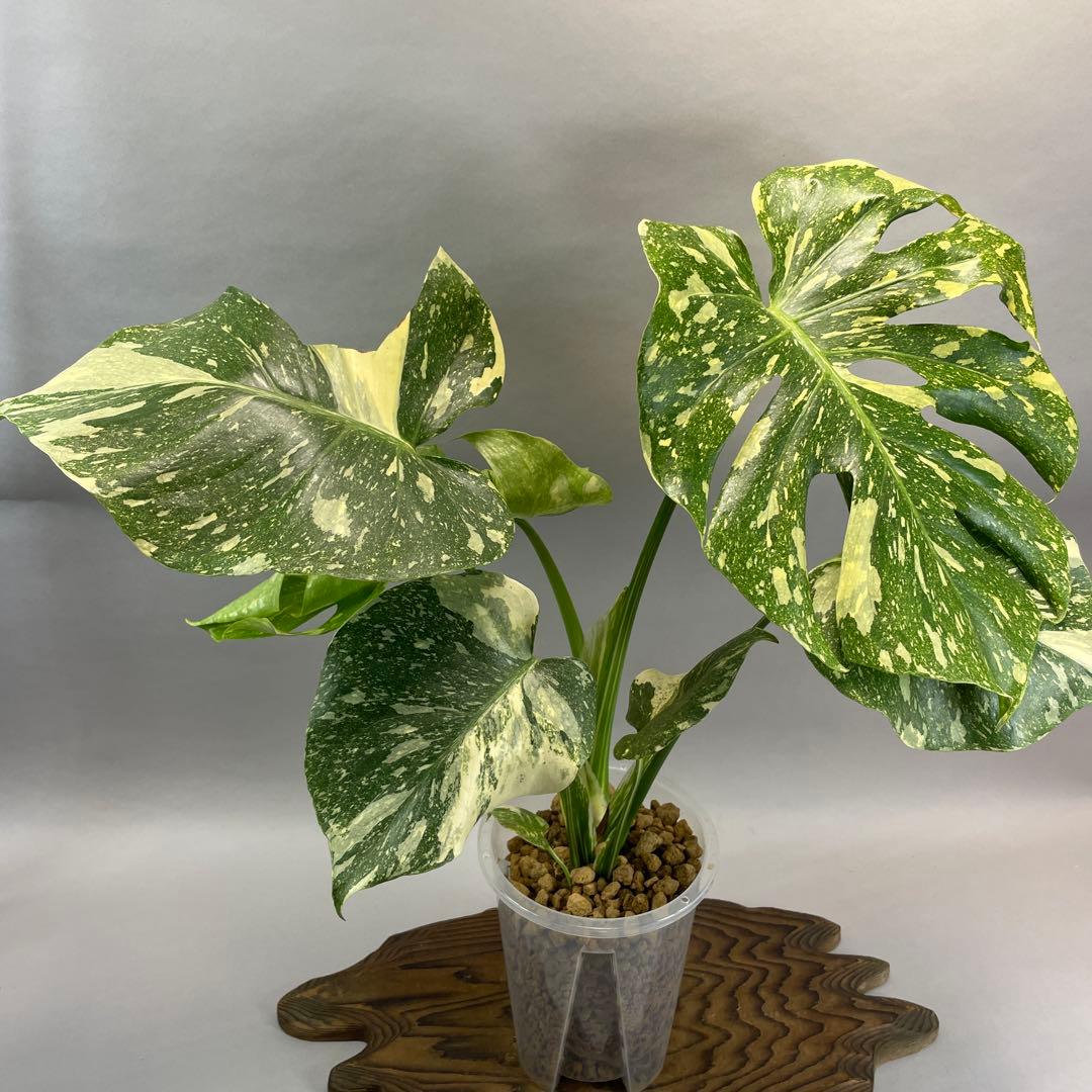 Creme Brulee モンステラ・クレームブリュレlsw331