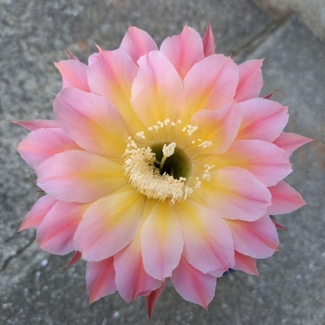 花サボテン　蝶