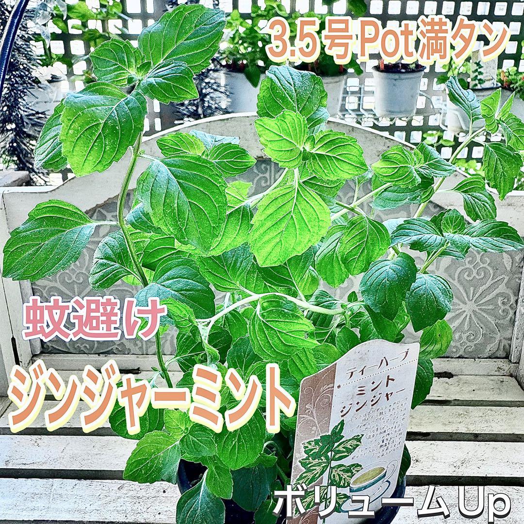 ジンジャーミント　株分け　苗　蚊　防虫　クセがなくフレッシュで　ハーブ　ミント