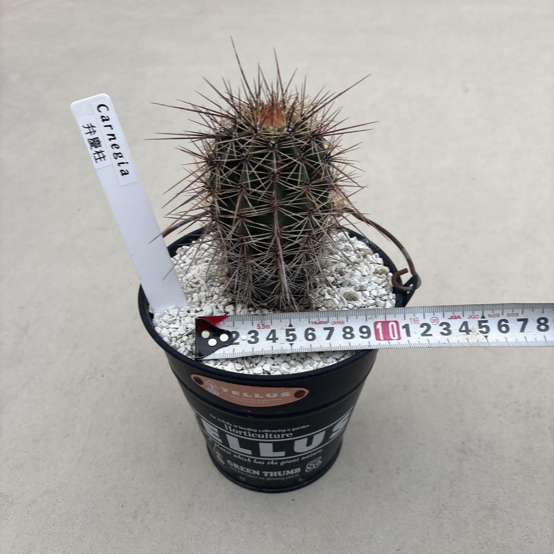 弁慶柱　サボテン　ドライガーデン　ロックガーデン　観葉植物　多肉　カクタス
