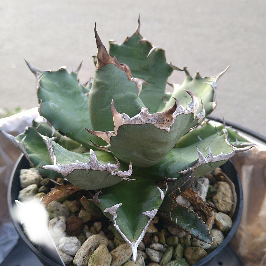 〓titanota〓 農大系 チタノタ 写真1・2からのカキコ