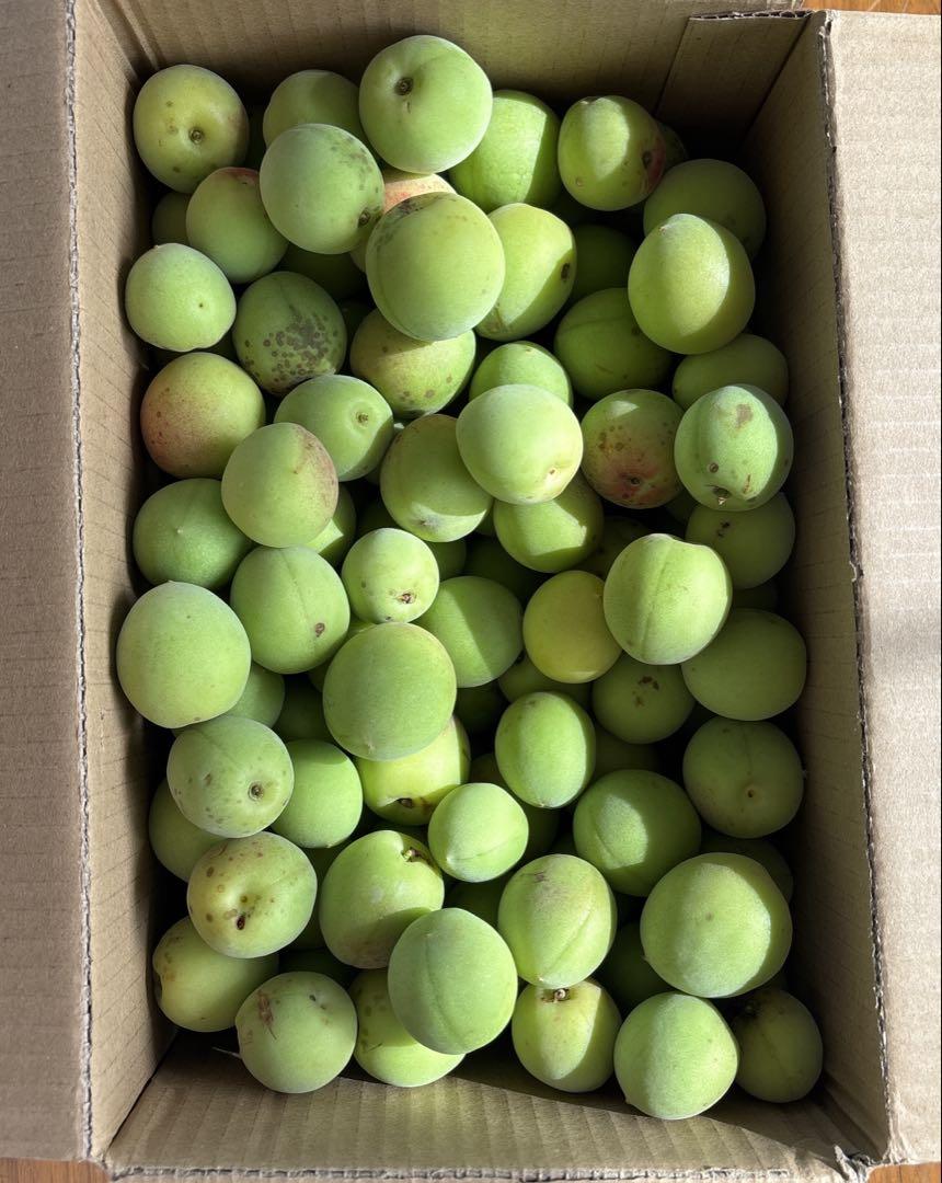 ★★Mahalo★★様専用　無農薬　青梅 大小混合 ８kg