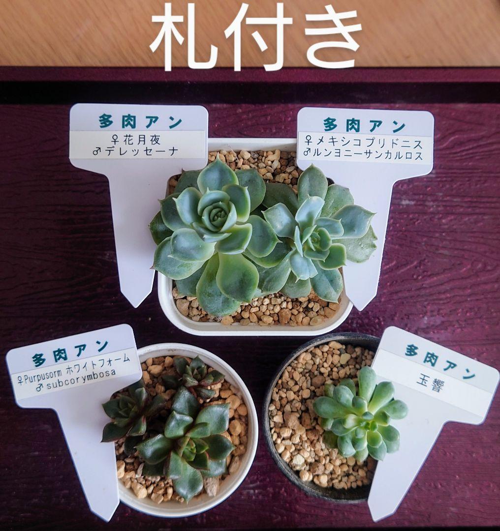 まとめ売り　多肉アン　札付き　玉響ほか4種