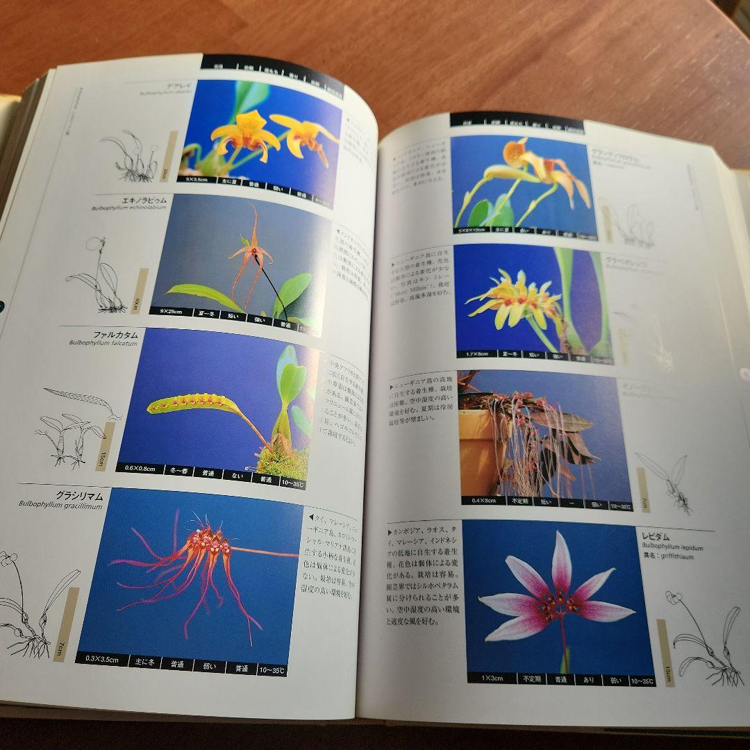 原種洋蘭大図鑑　白石茂著