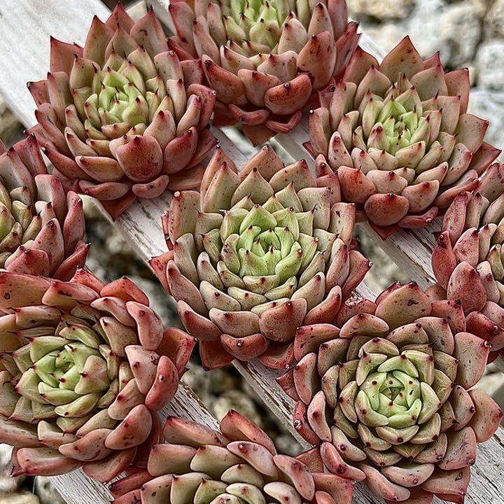 超美品 多肉植物 韓国苗 ギルバローズ フラワー・ガーデニング