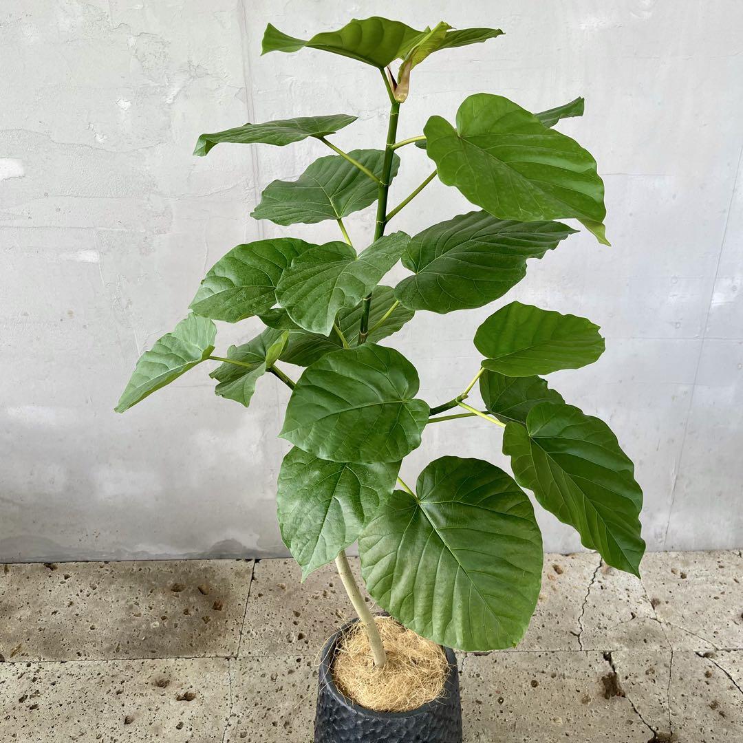 大型 フィカス ウンベラータ 陶器鉢 植え込み発送