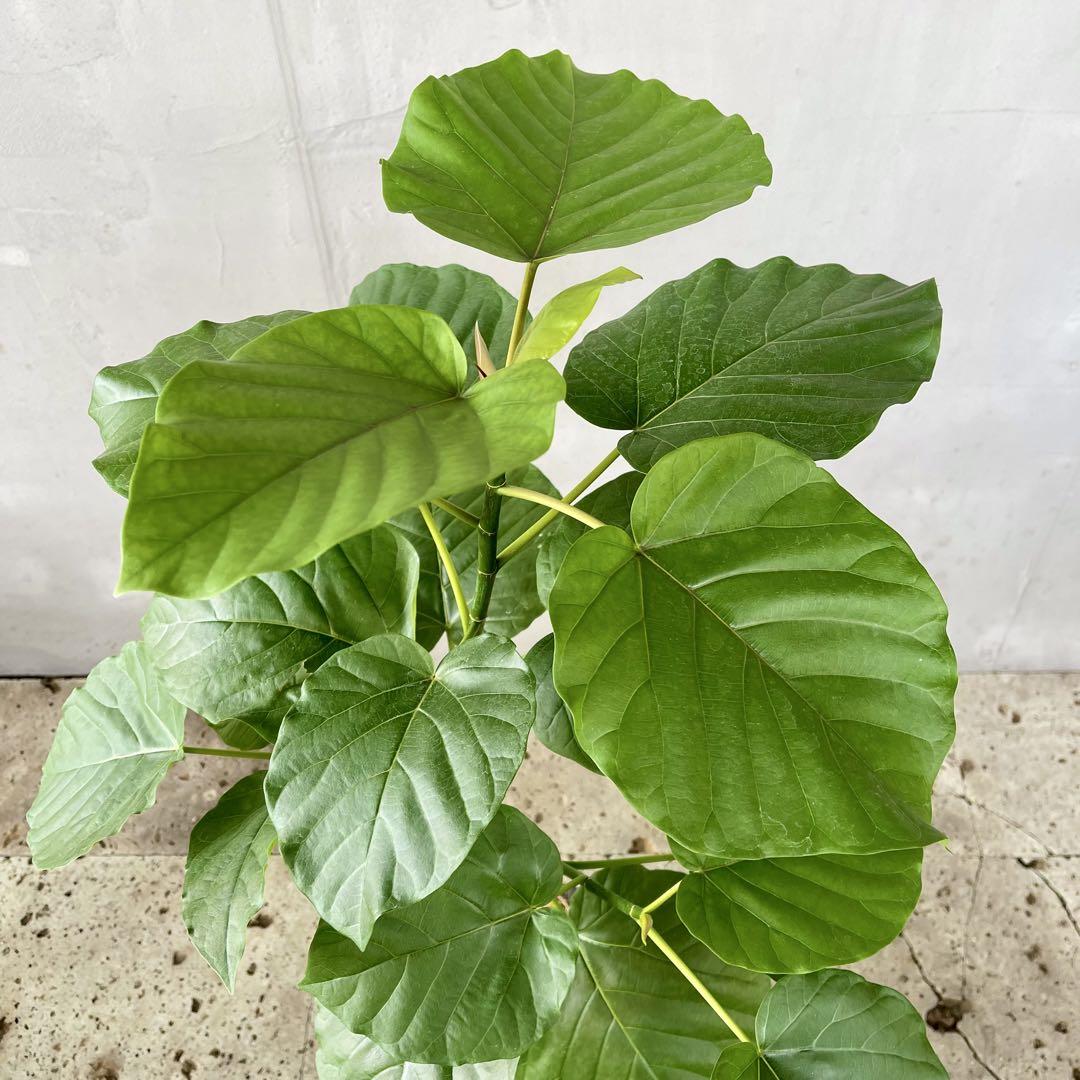 大型 フィカス ウンベラータ 陶器鉢 植え込み発送