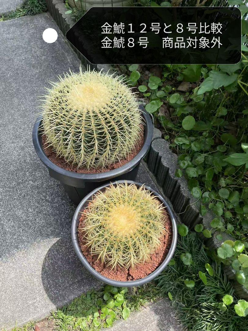 サボテン 金鯱 キンシャチ 12号 逸品 特大 本物 観葉植物 サボテン 金鯱 キンシャチ 12号 逸品 特大 本物 観葉植物 サンマ
