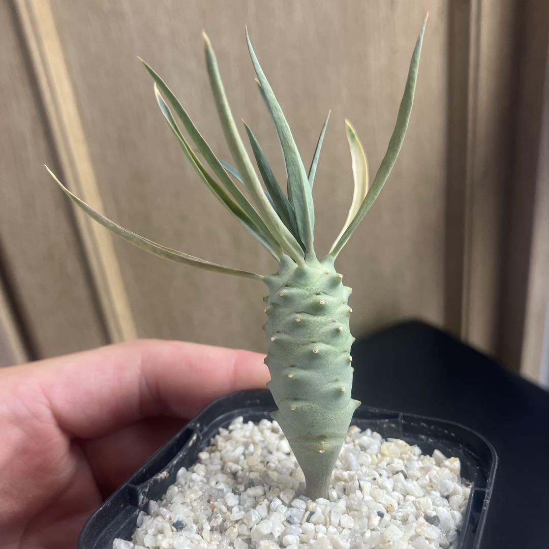 ユーフォルビア　エチュベルクローサ　実生　コーデックス　塊根植物　アガベ エチュベルクローサ実生 一番よく育ってるやつ。葉花の密度が