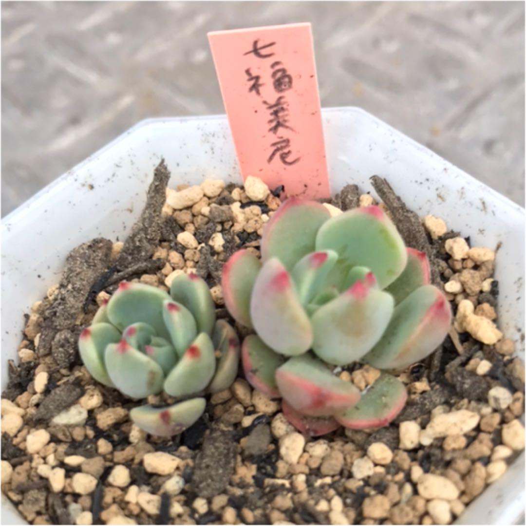 34%割引驚きの価格 熊ラブ 様 専用【多肉植物】七福美尼 抜き苗 植物/観葉植物 インテリア・住まい・小物-MELPANTO.COM 34%割引驚きの価格 熊ラブ 様 専用【多肉植物】七福美尼 抜き苗 植物/観葉植物 インテリア・住まい・小物-MELPANTO.COM
