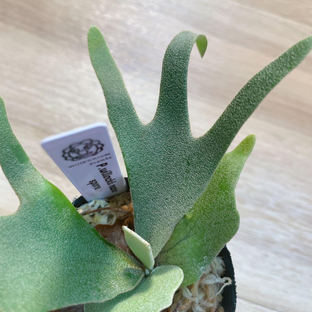 f*5様 ビカクシダ P.willinckii nano spore スポア 胞 ビカクシダ P.willinckii nano spore スポア 胞子培養 - メルカリ