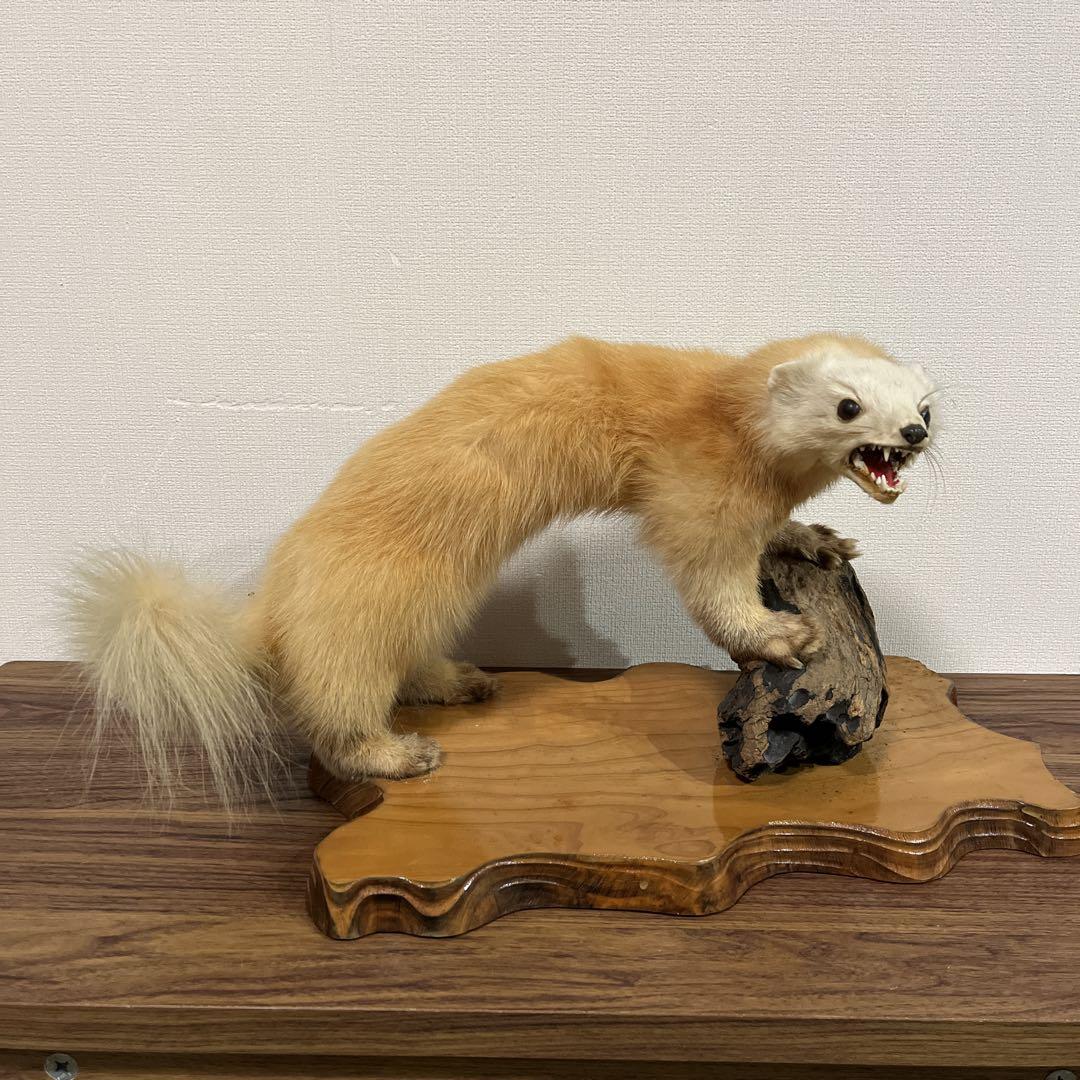 テンの剥製 木製台座付き