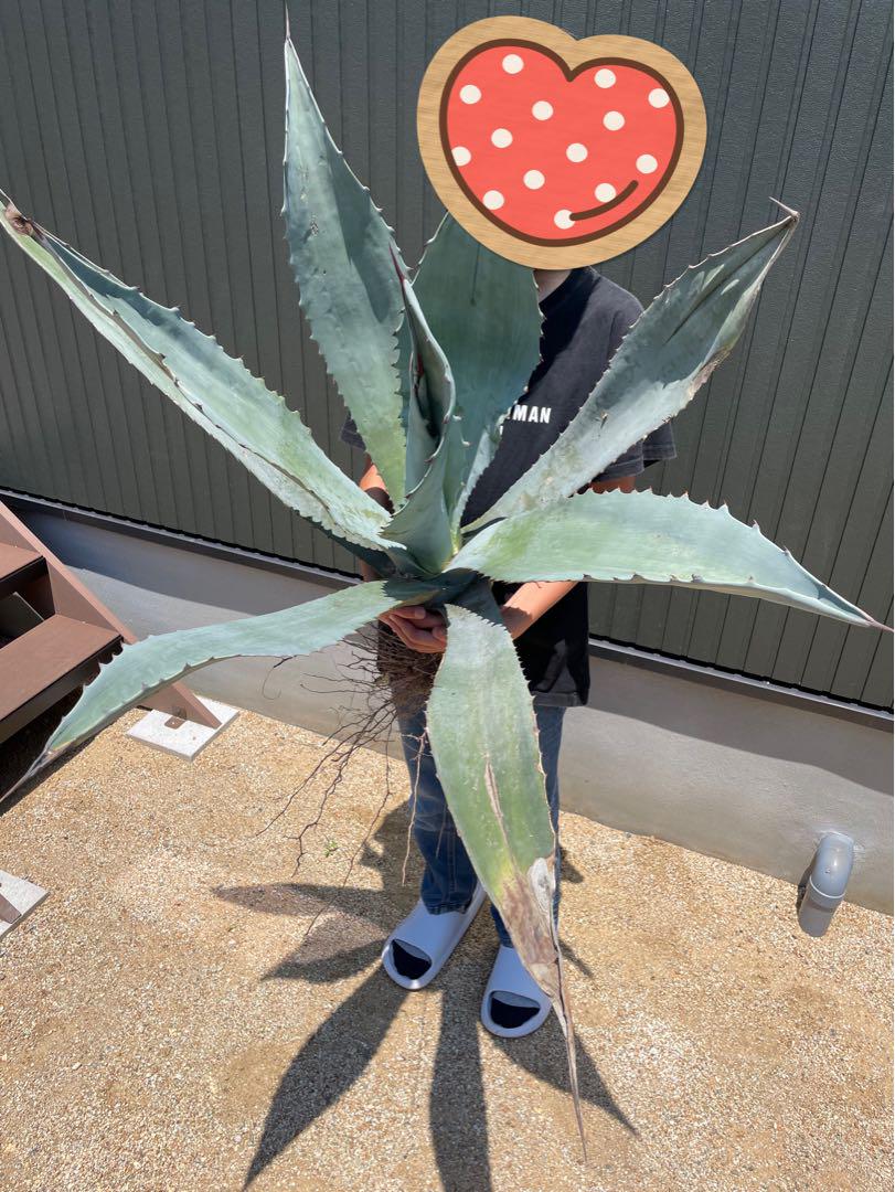 アガベ　ウィンテリアーナ　大株 アガベ ウィンテリアーナ（AGAVE WINTERIANA）を販売中 - 通販で
